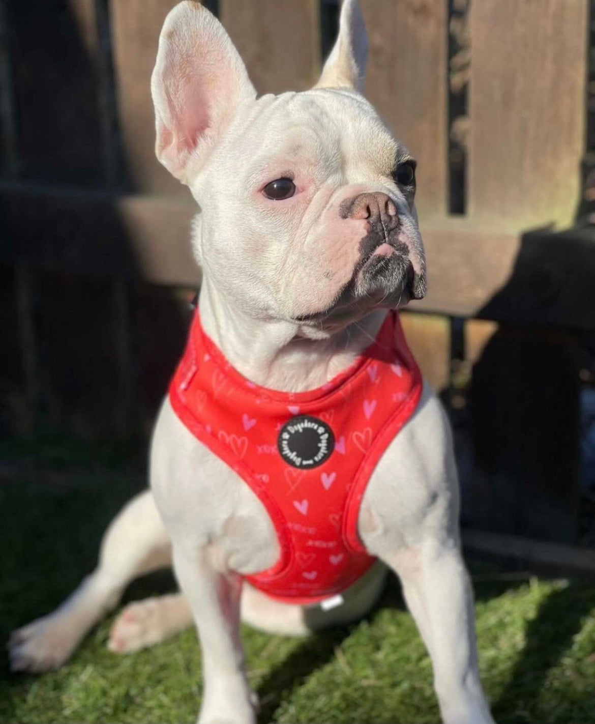 Hugs N Kisses Adjustable Dog Harness