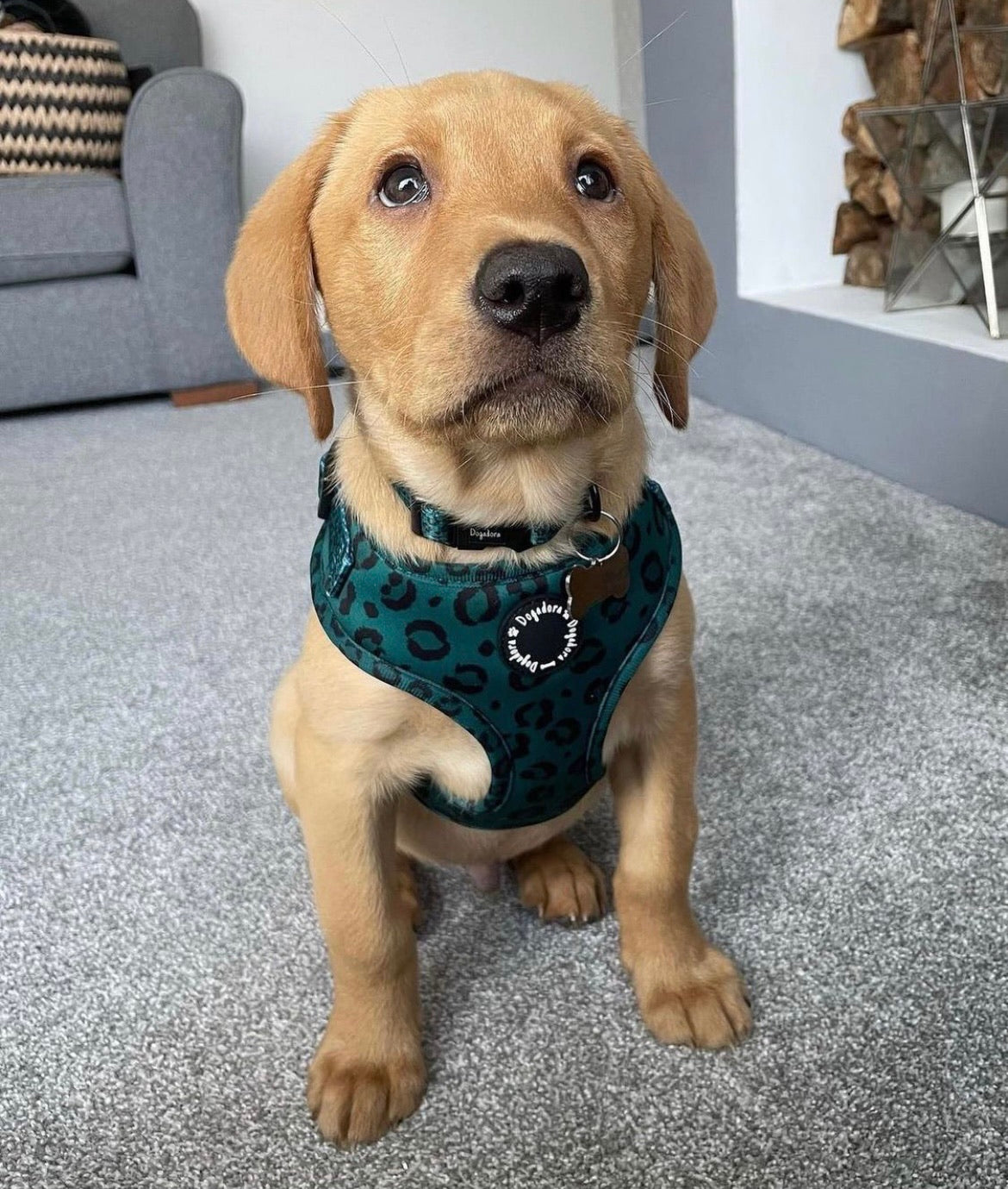 All the Teals Adjustable Dog Harness - Leopard print