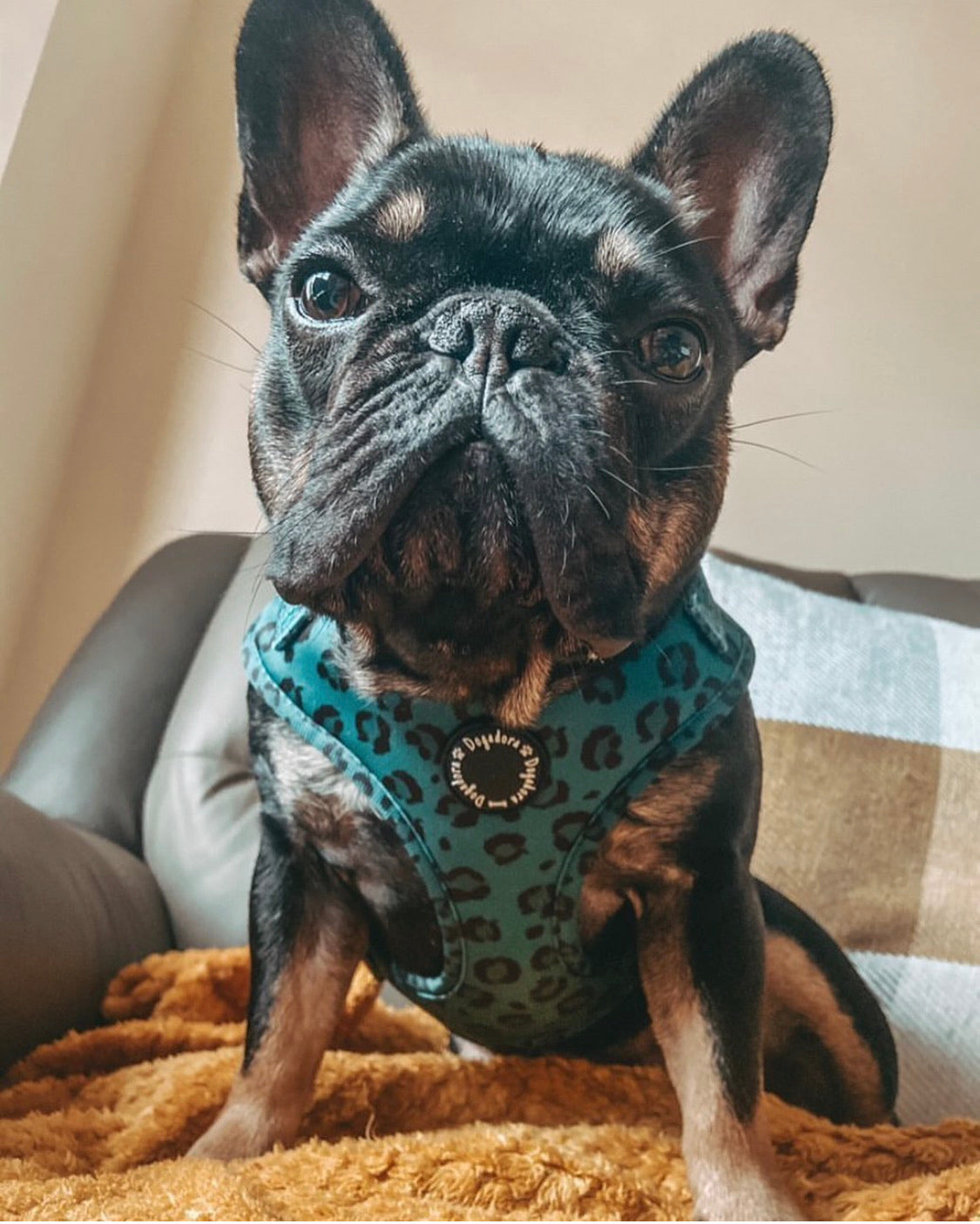 All the Teals Adjustable Dog Harness - Leopard print