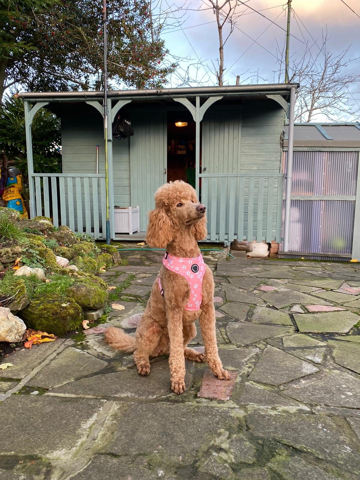 Pink Blossom Adjustable Dog Harness