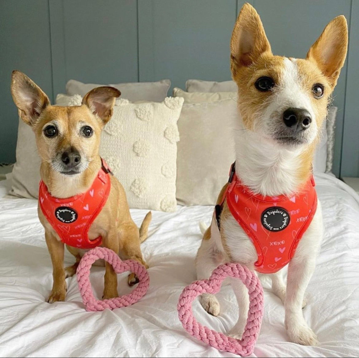 Hugs N Kisses Adjustable Dog Harness