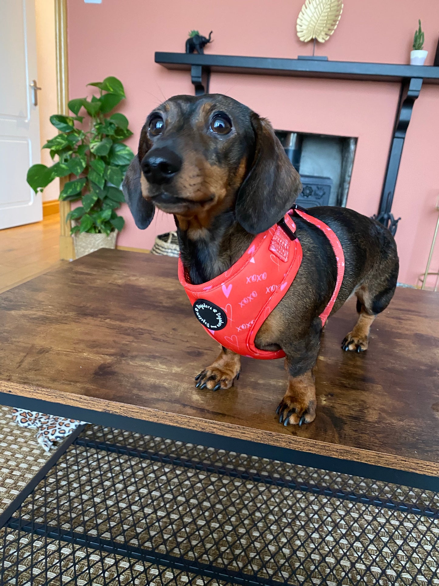 Hugs N Kisses Adjustable Dog Harness