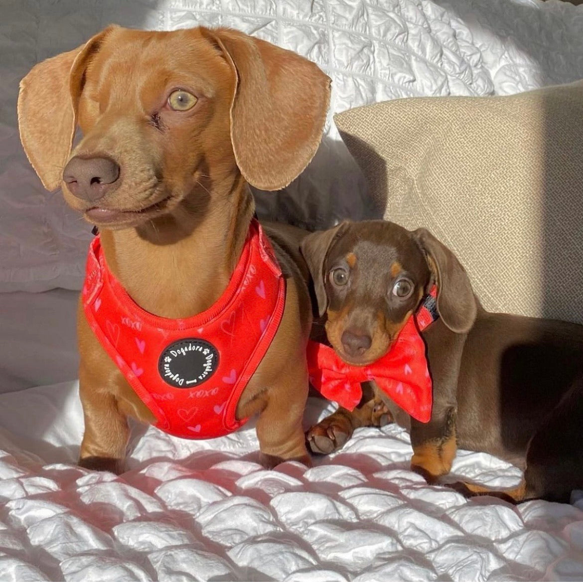 Hugs N Kisses Adjustable Dog Harness