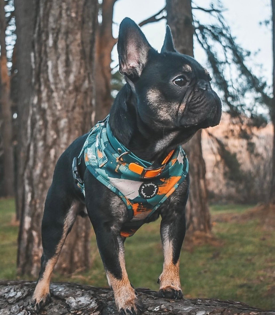 Autumn Splash Adjustable Dog Harness