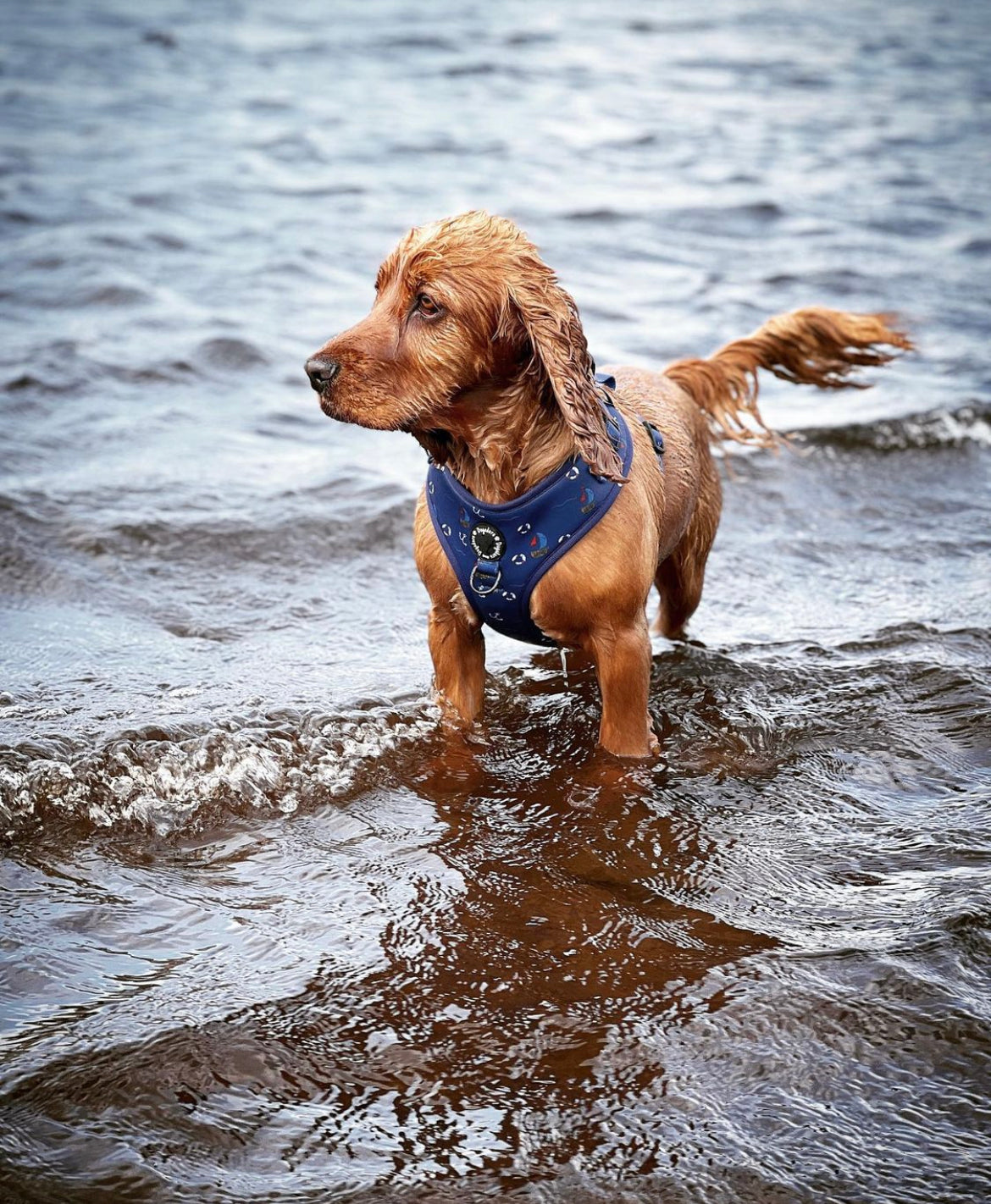 Sail Away With Me Fully Adjustable Dog Harness