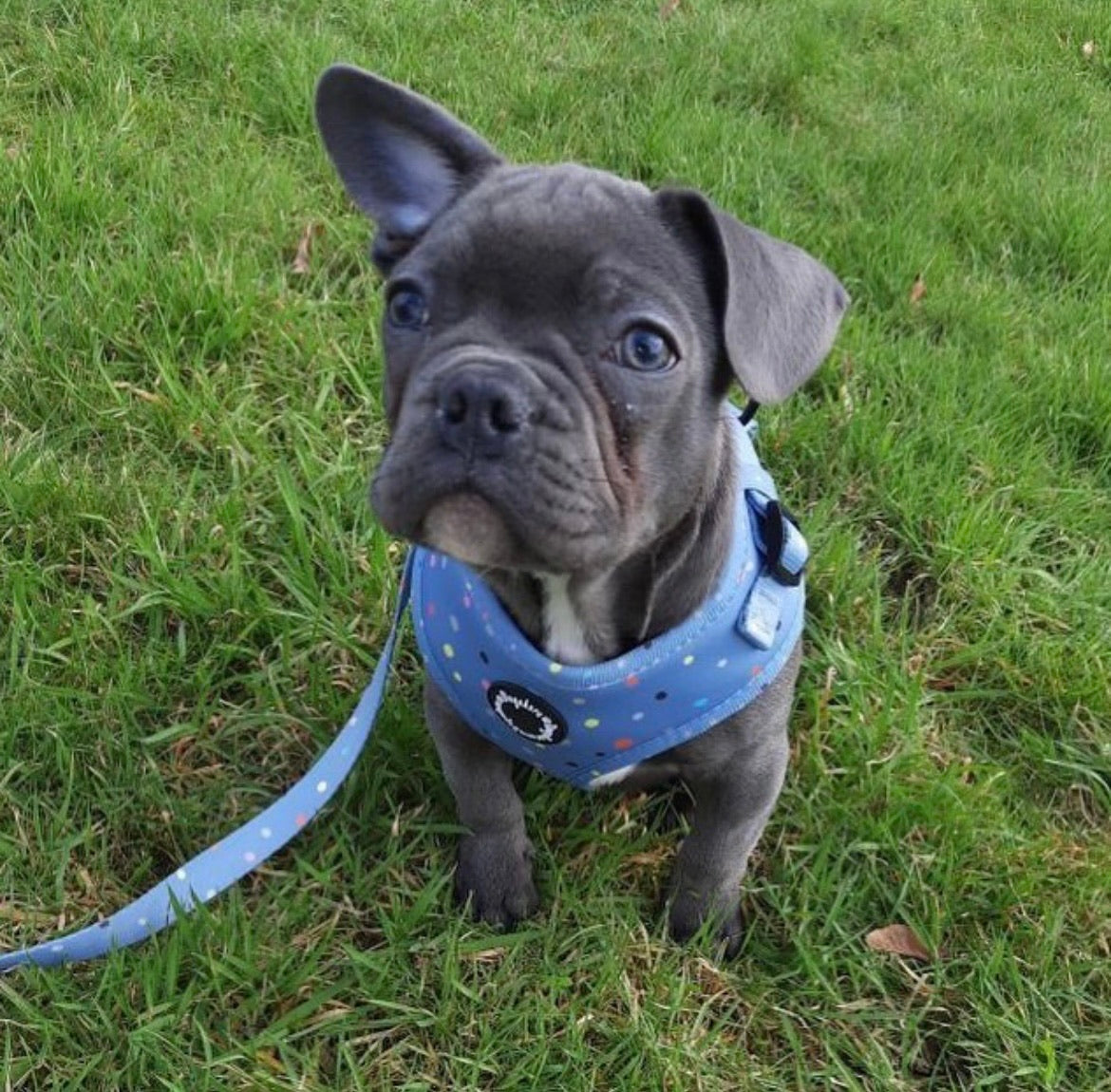 Pastel Pop Adjustable Dog Harness