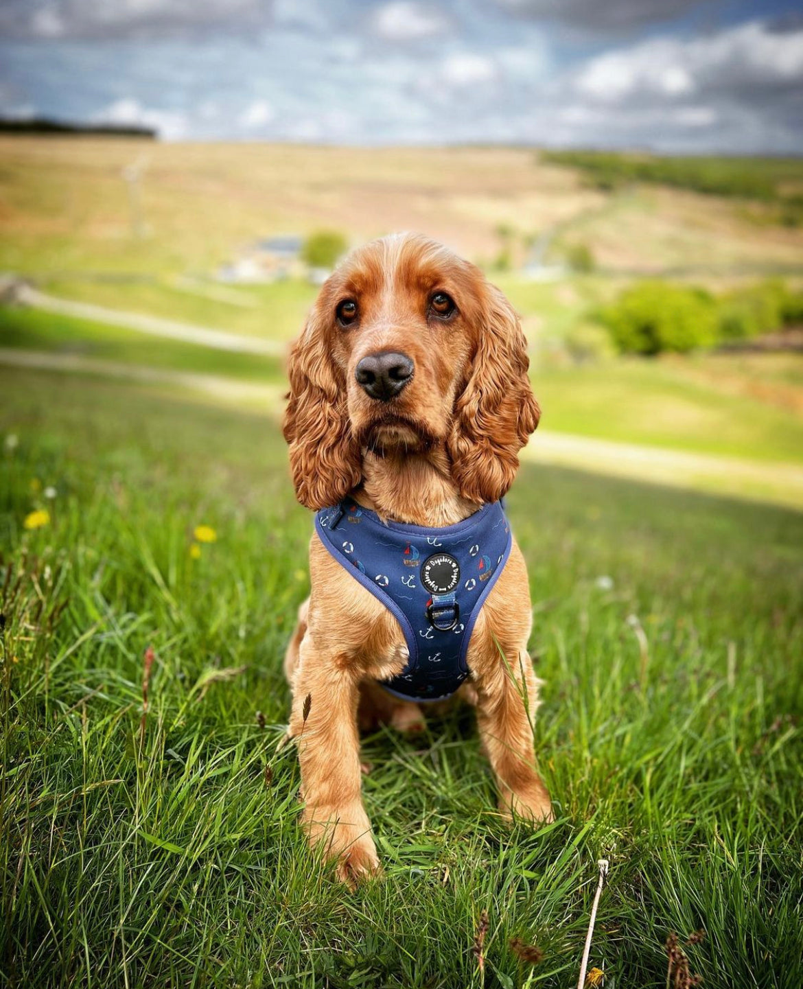 Sail Away With Me Fully Adjustable Dog Harness