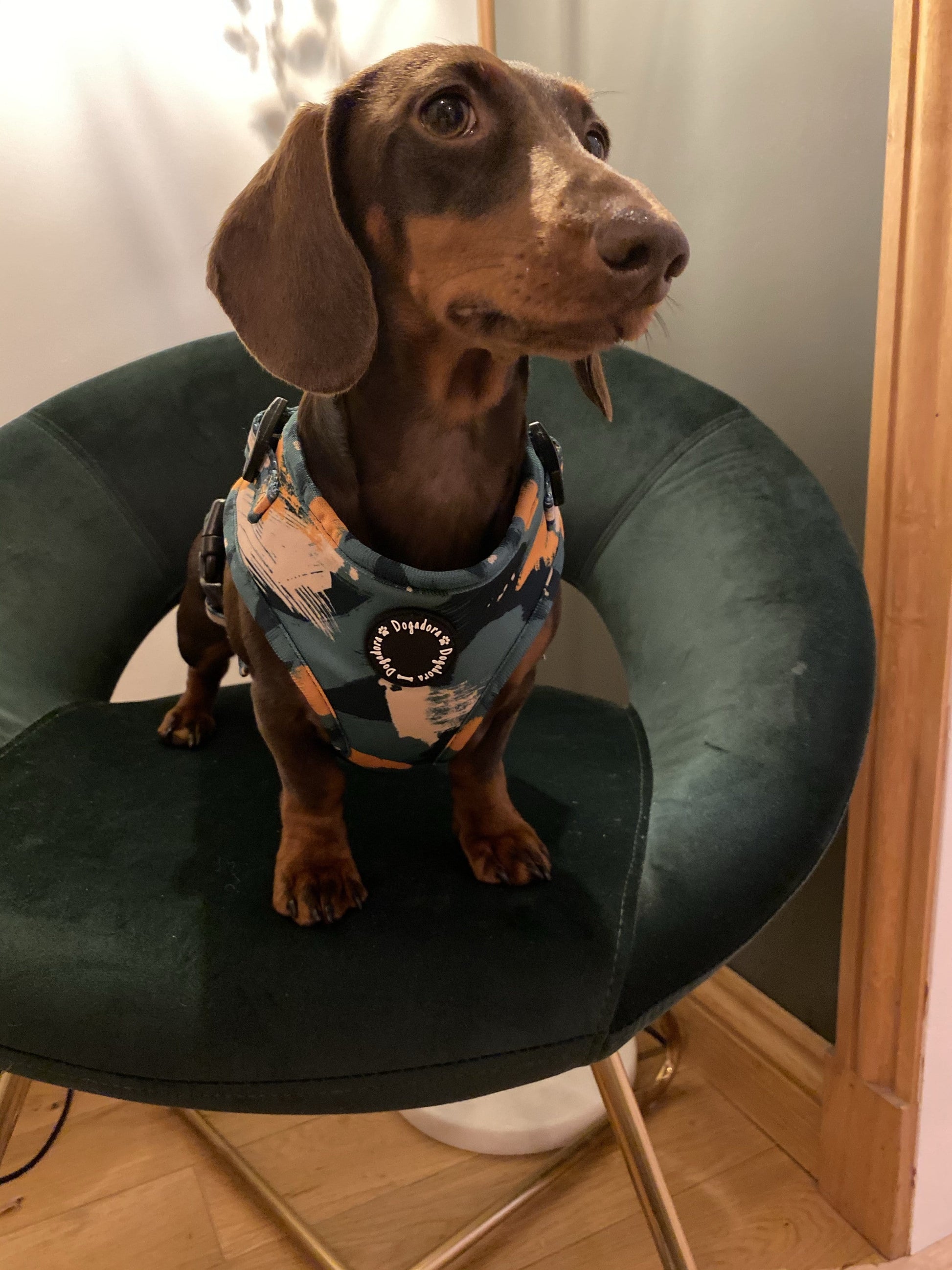 Cute daschund wearing a stylish dogadora autumn splash dog harness