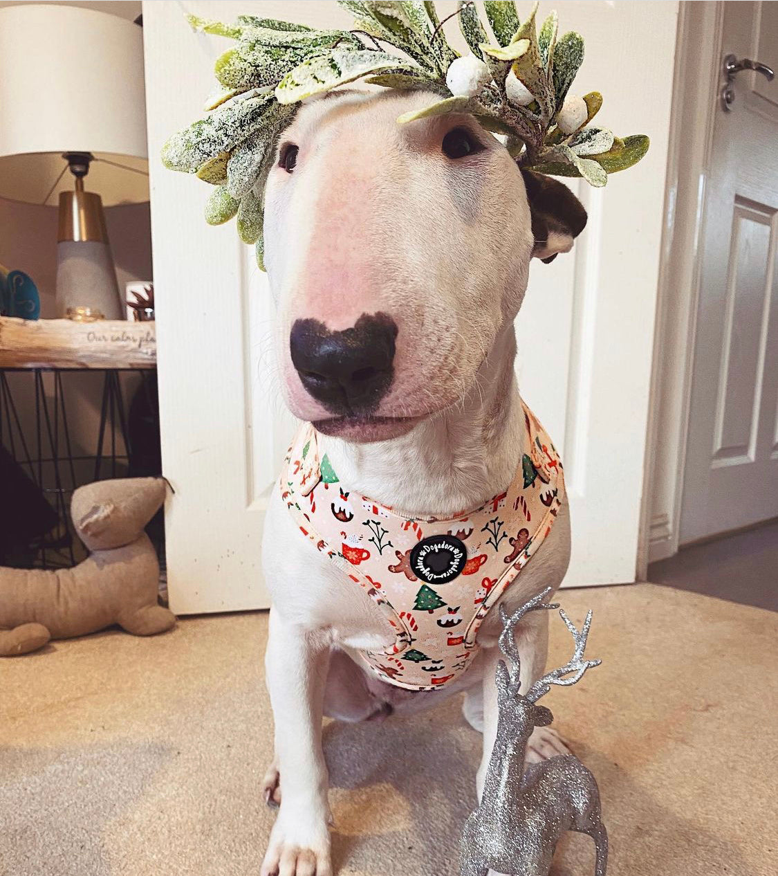 Feeling Festive fully adjustable dog harness